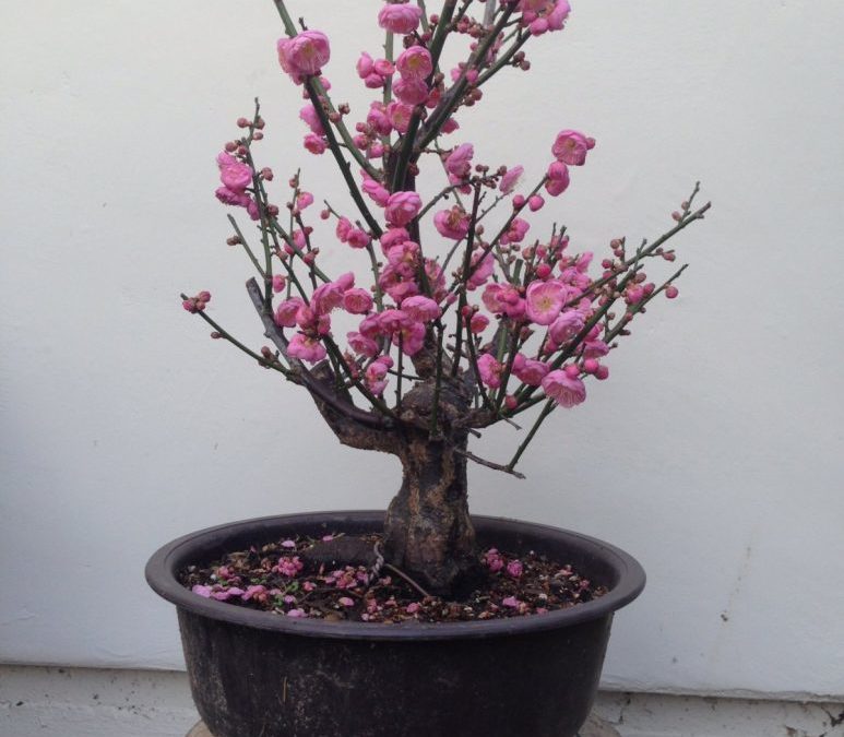 Prunus