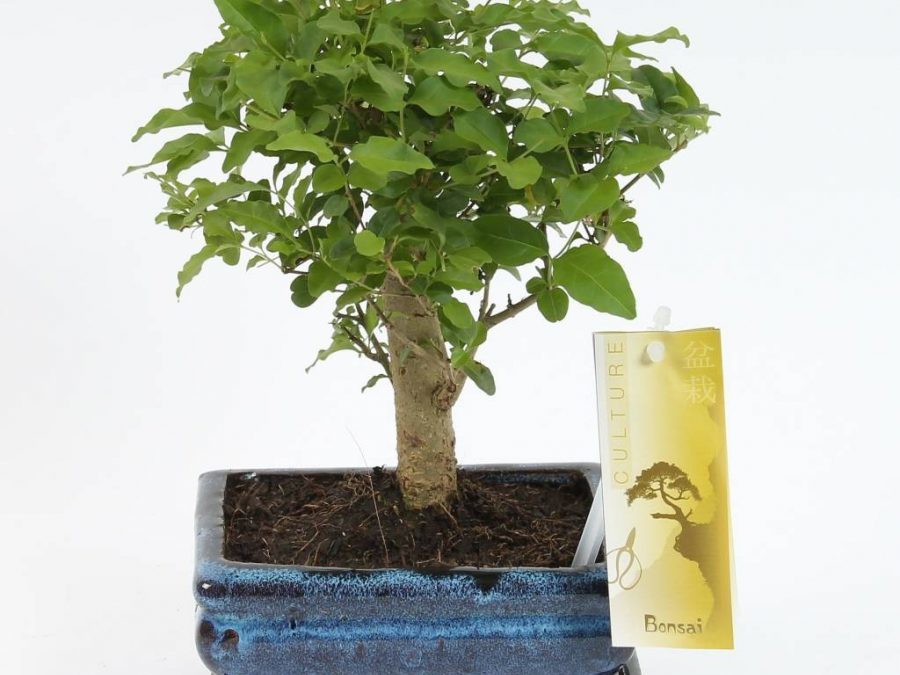 Sagerethia