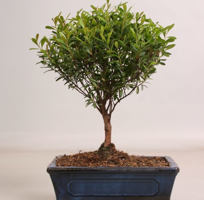Sizygium