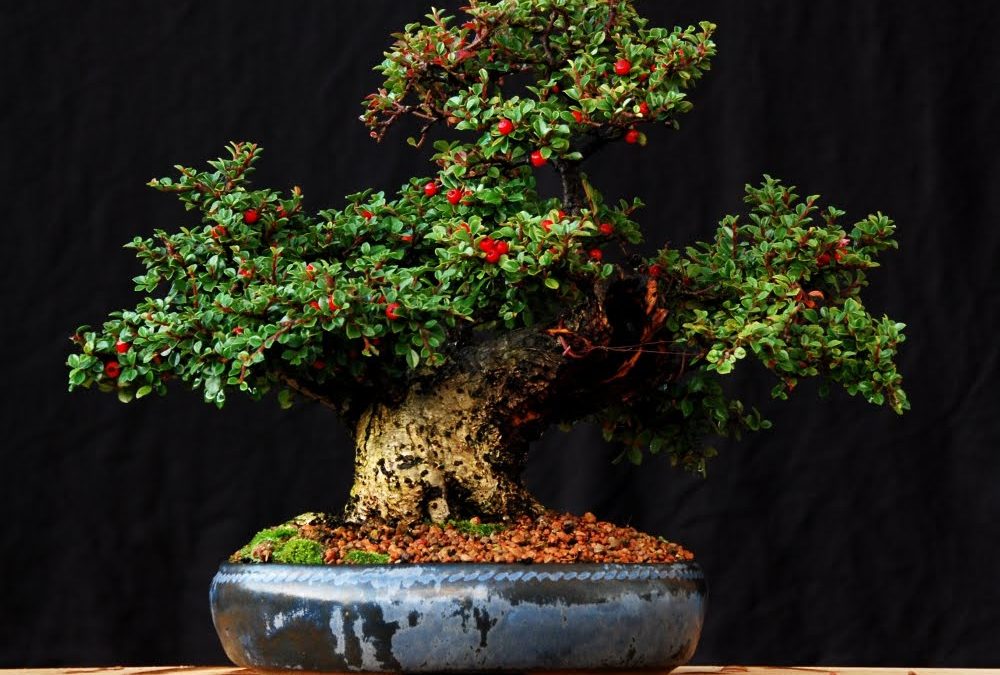 Cotoneaster