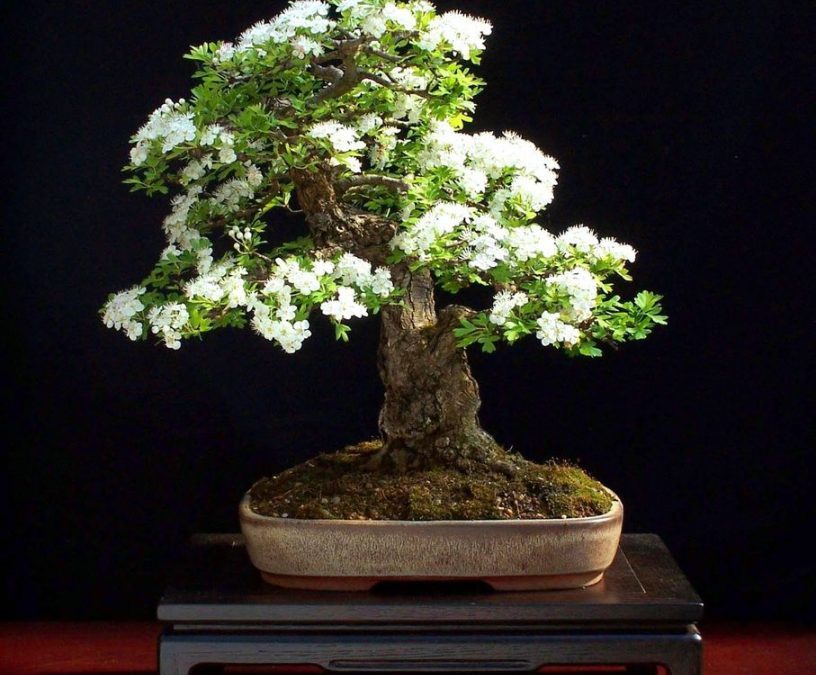 Crategus Biancospino