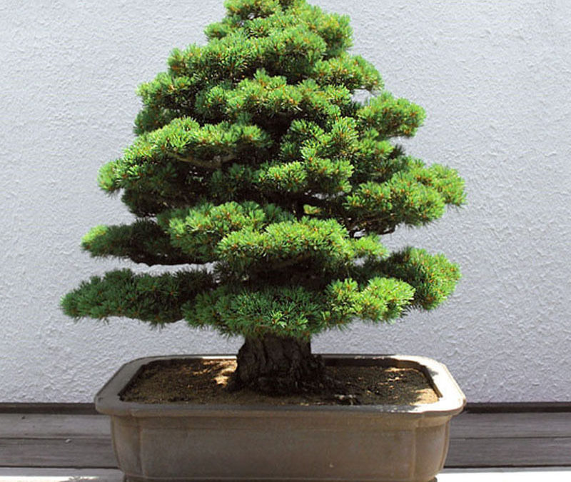 Cryptomeria Japonica