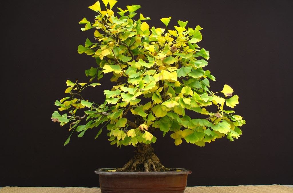 Ginko Bilboa