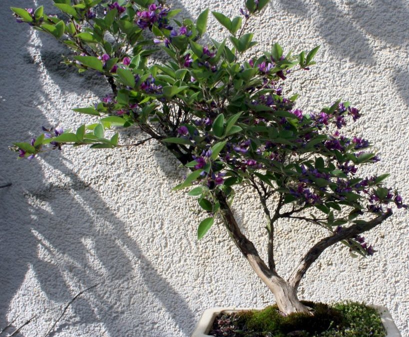 Lespedezia