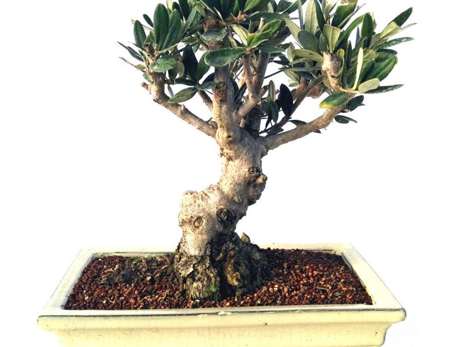 Olivo