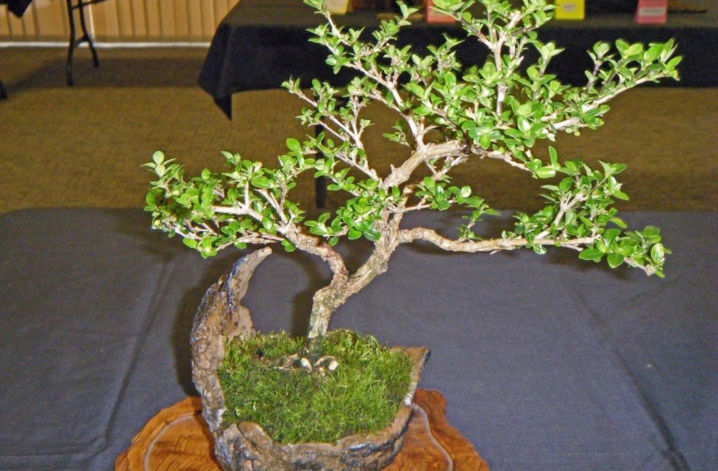 Serissa