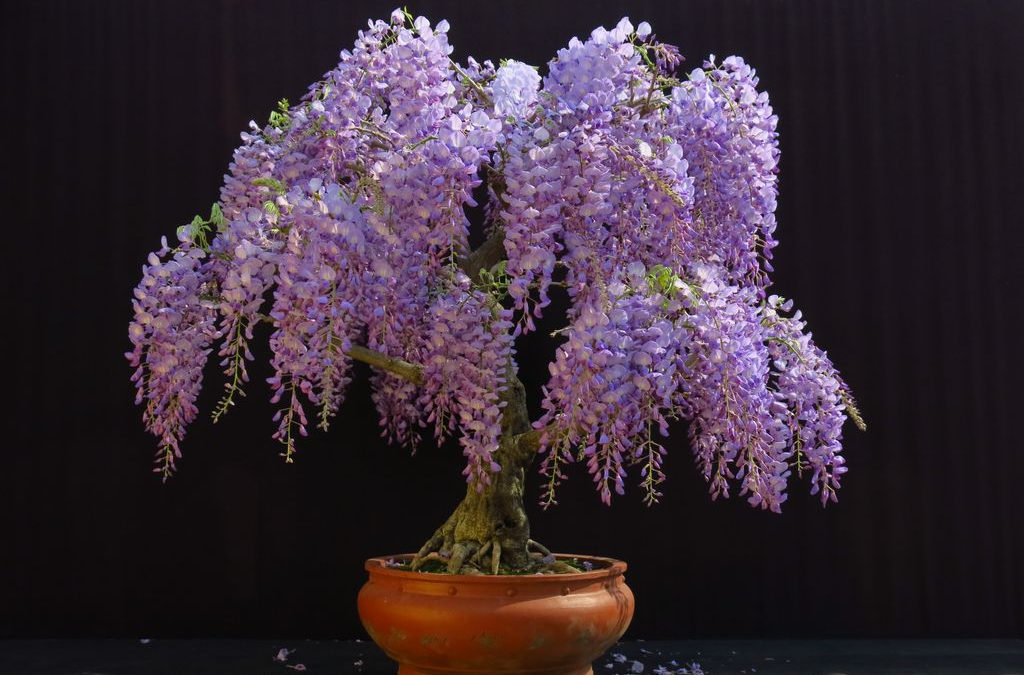 Wisteria-Glicine