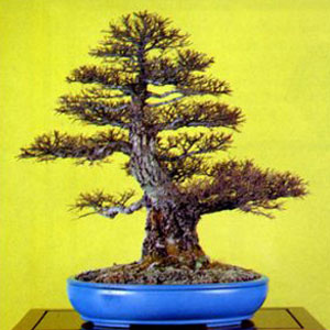 Zelkova