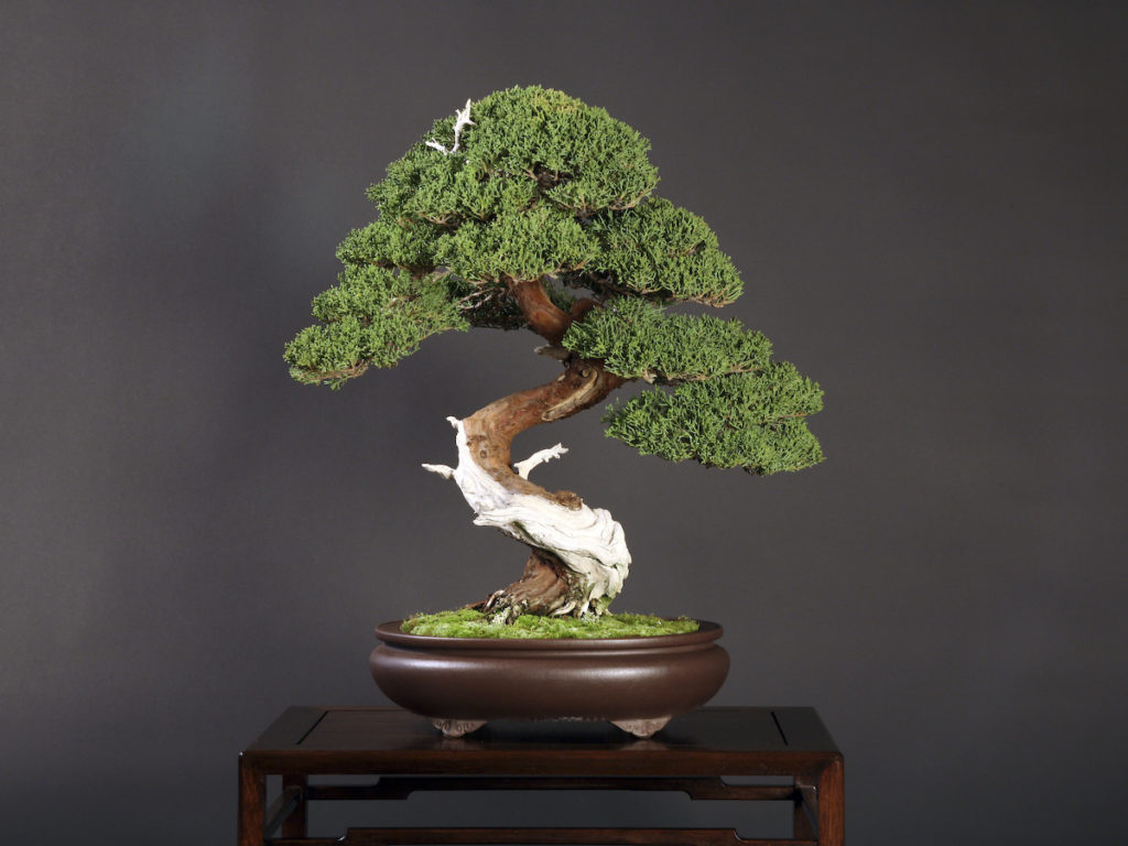 Informazioni bosso bonsai, vendita bosso bonsai Camaioni Bonsai